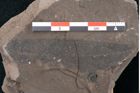 Foto (Detailansicht) von Quercus drymeja Unger (NHMW-GEO-2024-0188-7971)